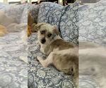 Small #1 Havanese Mix