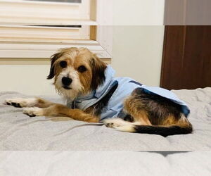 Medium Mutt