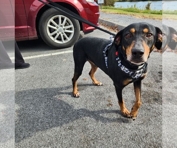 Medium Photo #25 Mutt Puppy For Sale in Mount Laurel, NJ, USA