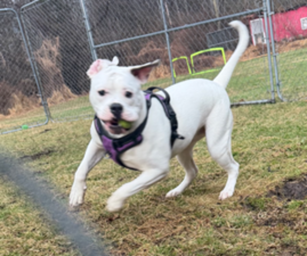 Medium Photo #11 American Bulldog Puppy For Sale in WAPWALLOPEN, PA, USA