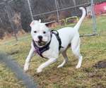 Shiloh - Female American Bulldog Puppy for Sale - Photo #11