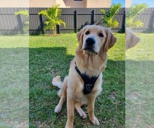 English Cream Golden Retriever Puppy for sale in HOMESTEAD, FL, USA