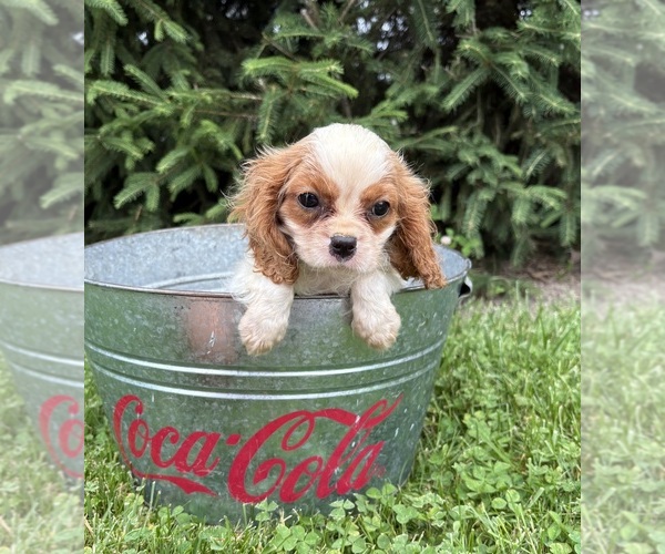 Medium Photo #4 Cavalier King Charles Spaniel Puppy For Sale in MIDDLEBURY, IN, USA