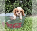 Small #3 Cavalier King Charles Spaniel