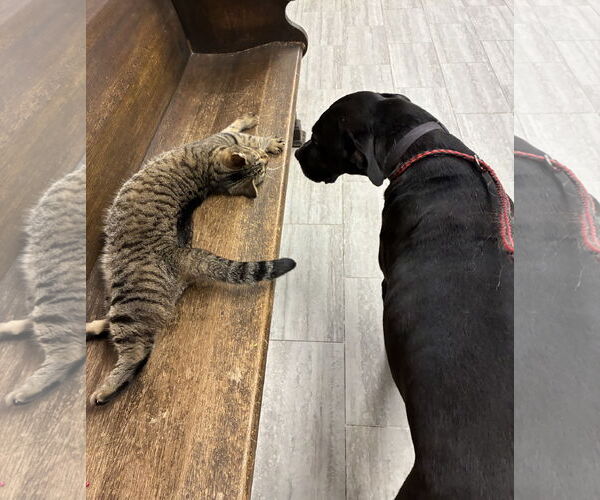 Medium Photo #1 Labrador Retriever-Unknown Mix Puppy For Sale in Farmerville, LA, USA