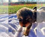 Small #5 Bernedoodle-Doodle Mix