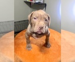 Puppy Blue American Bully