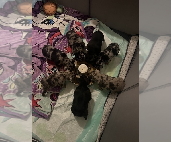 Medium Photo #2 French Bulldog Puppy For Sale in OCALA, FL, USA