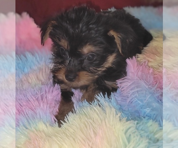 Medium Photo #265 Yorkshire Terrier Puppy For Sale in AKRON, OH, USA