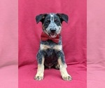 Small Photo #3 Australian Cattle Dog Puppy For Sale in HOLTWOOD, PA, USA