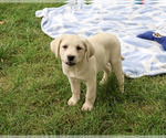 Randy - Male Labrador Retriever Puppy for Sale - Photo #3