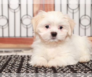 Zuchon Puppy for sale in NAPLES, FL, USA