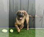 Small #4 Black Mouth Cur Mix