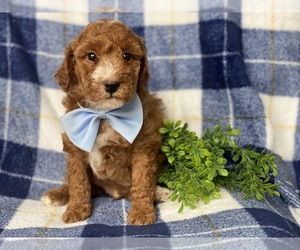 Goldendoodle-Poodle (Miniature) Mix Puppy for sale in CEDAR LANE, PA, USA