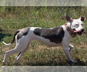 Mutt Dogs for adoption in Munford, TN, USA