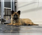 Small #36 German Shepherd Dog