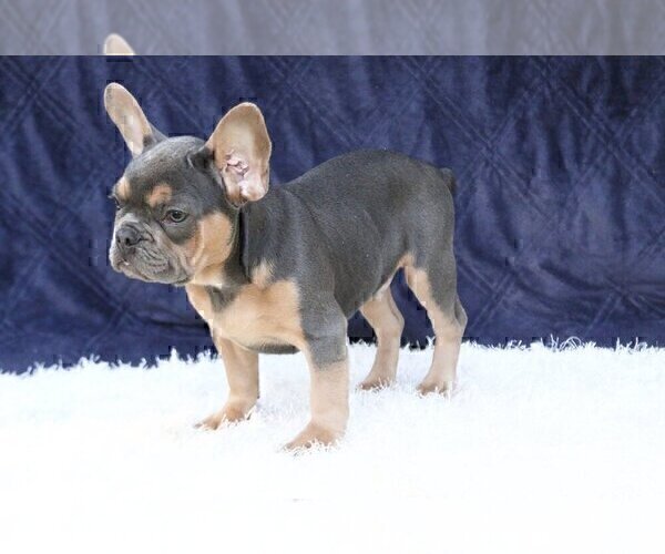 Medium Photo #2 French Bulldog Puppy For Sale in JACKSON, MS, USA