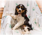 Small Photo #1 Cocker Spaniel Puppy For Sale in WAKARUSA, IN, USA