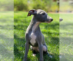 Small #28 Italian Greyhound