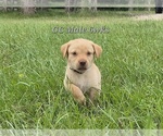 Small #1 Labrador Retriever