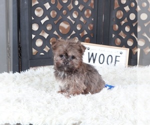 Havanese Puppy for sale in MOUNT VERNON, OH, USA