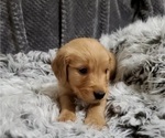 Small Photo #5 Golden Retriever Puppy For Sale in AUSTIN, TX, USA