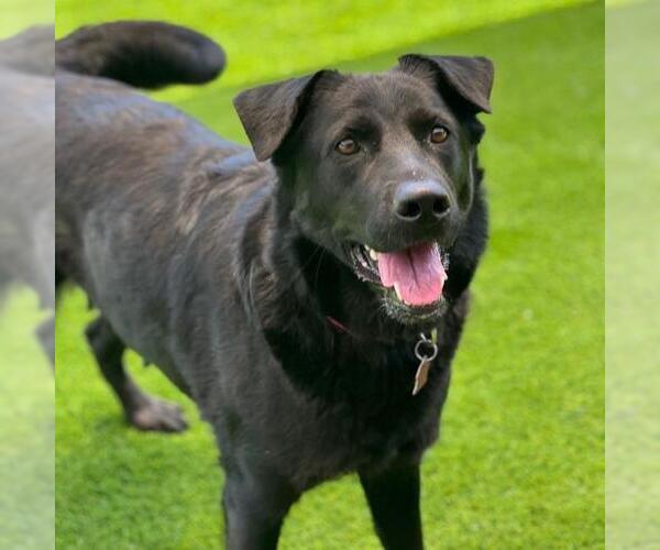 Medium Photo #3 Labrador Retriever-Unknown Mix Puppy For Sale in San Diego, CA, USA