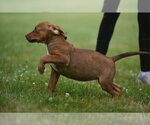 Small #5 Boxer-Retriever  Mix