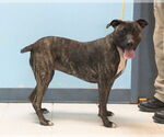 Small #1 Mutt