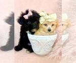 Small Poodle (Toy)