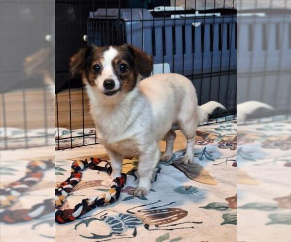 Medium Photo #1 Chihuahua-Unknown Mix Puppy For Sale in Woodland, CA, USA