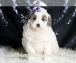 Puppy Hannah Goldendoodle (Miniature)
