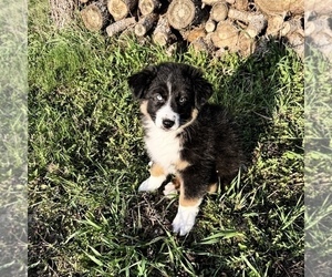 Medium Australian Shepherd