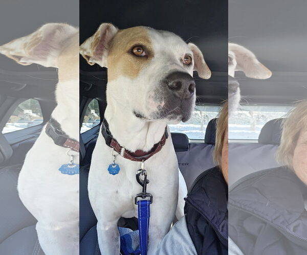 Medium Photo #2 American Bulldog-Unknown Mix Puppy For Sale in Wakefield, RI, USA