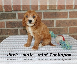 Cockapoo Puppy for sale in CLARKRANGE, TN, USA