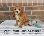 Small Cockapoo
