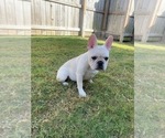 Small Photo #18 French Bulldog Puppy For Sale in BRYAN, TX, USA