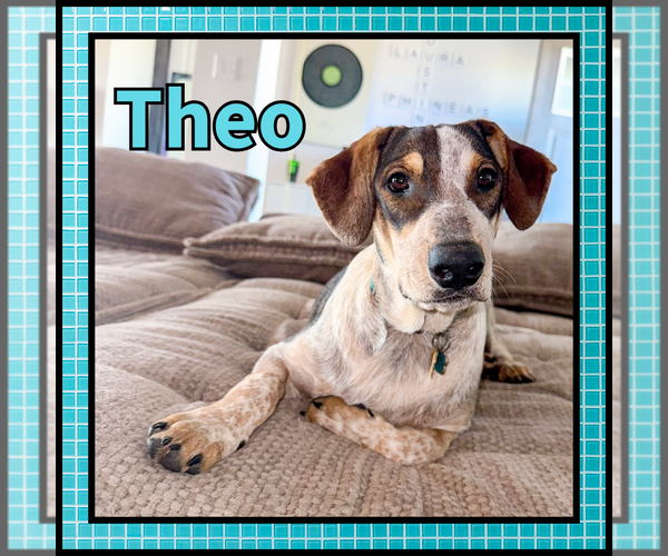 Medium Photo #1 Collie Puppy For Sale in Denton, TX, USA