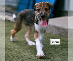 Small Mutt