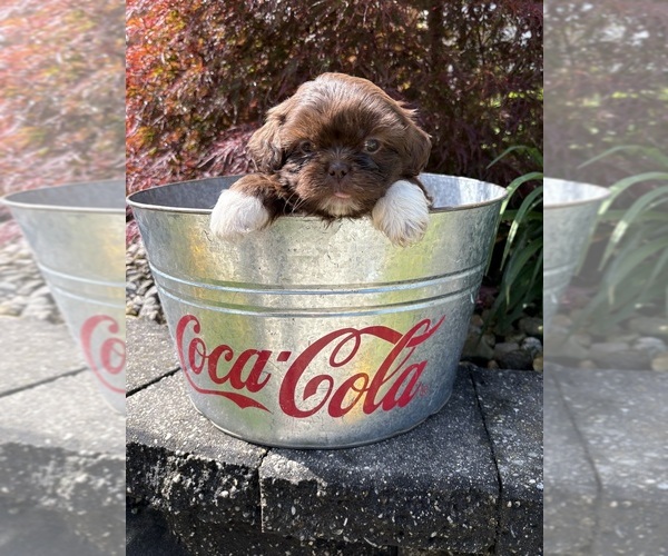 Medium Photo #4 Shih Tzu Puppy For Sale in MIDDLEBURY, IN, USA