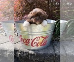 Small #3 Shih Tzu