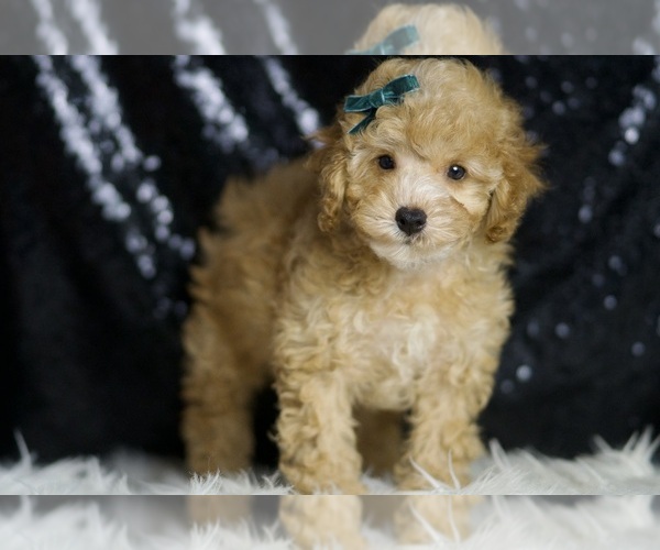 Medium Photo #3 Poodle (Toy) Puppy For Sale in WARSAW, IN, USA