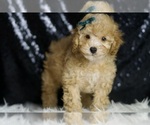 Small #2 Poodle (Toy)