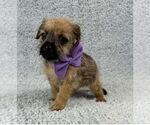 Small #2 Chihuahua Mix