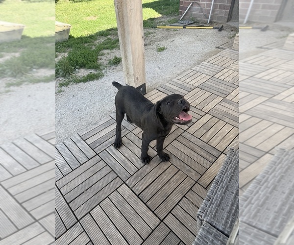 Medium Photo #4 Cane Corso Puppy For Sale in STUART, IA, USA