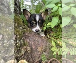Small Photo #43 Pembroke Welsh Corgi Puppy For Sale in PERKINSVILLE, VT, USA