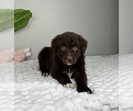 Small Photo #6 Golden Retriever-Miniature American Shepherd Mix Puppy For Sale in FRANKLIN, IN, USA