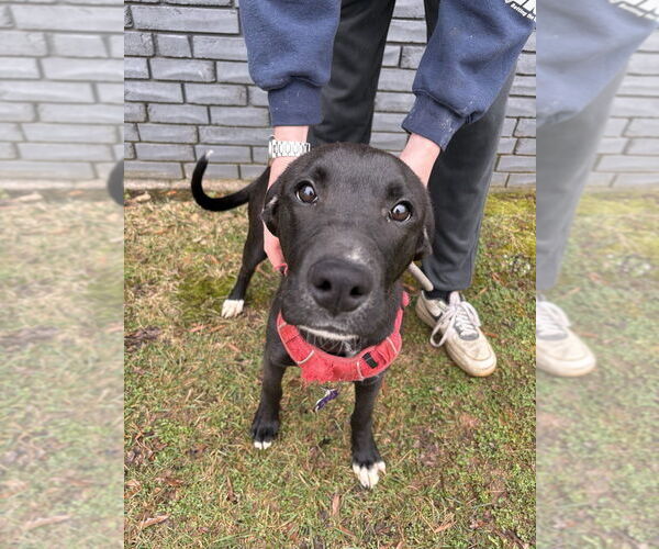 Medium Photo #7 Labrador Retriever Puppy For Sale in Mooresville, NC, USA
