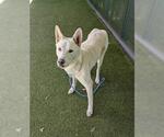Small Siberian Husky