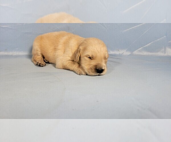 Medium Photo #60 Golden Retriever Puppy For Sale in FALCON, CO, USA